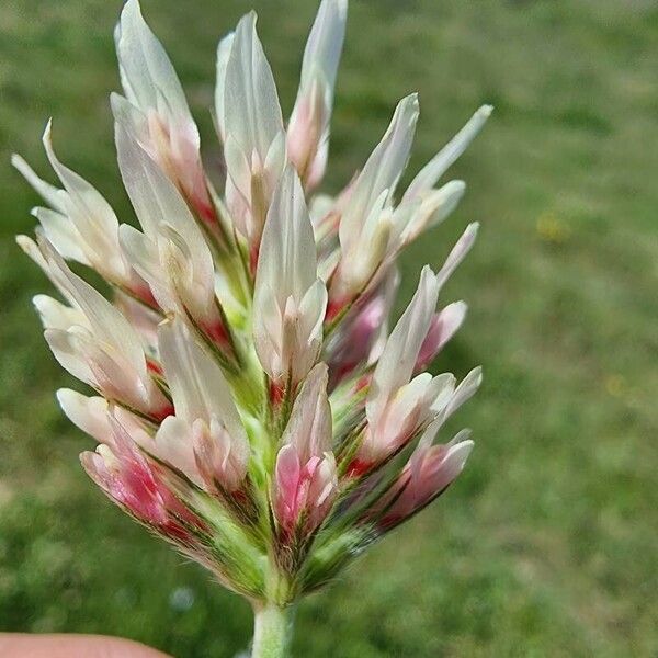 Trifolium incarnatum Flower