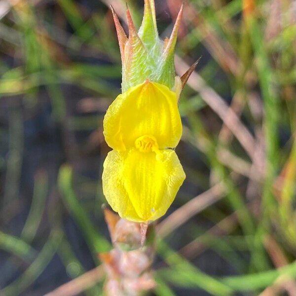 Philydrum lanuginosum Flower