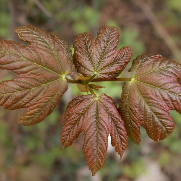 Acer pseudoplatanus Leaf