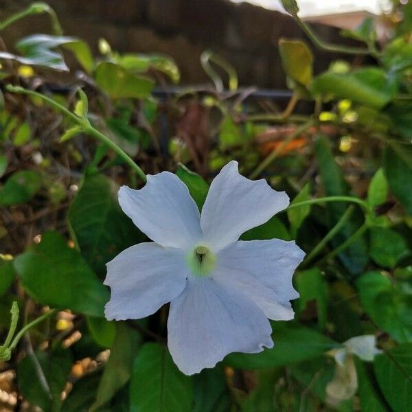 Thunbergia laevis Cvet