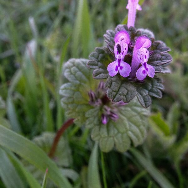 Lamium amplexicaule Flower