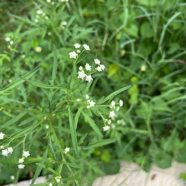 Parthenium hysterophorus Цвят