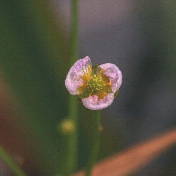 Alisma gramineum Flower