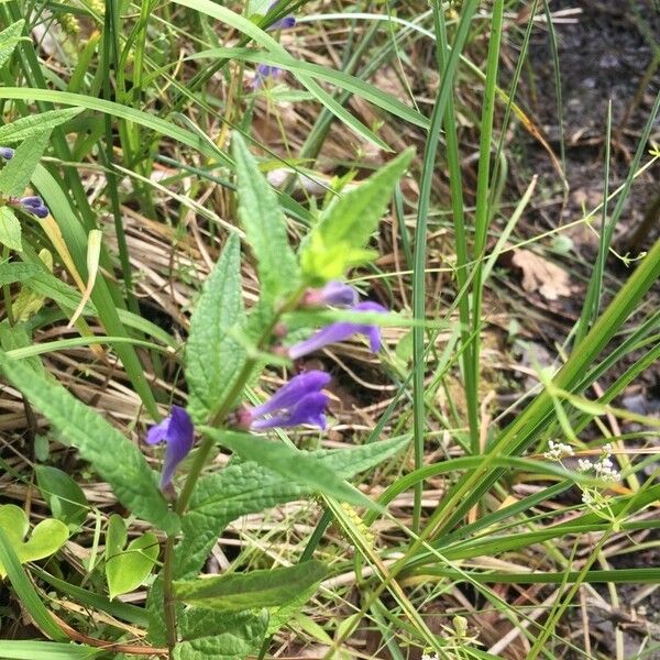 Scutellaria galericulata Flower