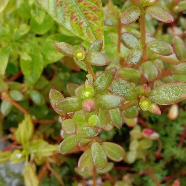 Portulaca umbraticola Leht