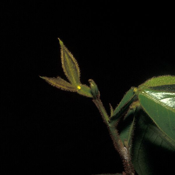 Inga pilosula Leaf