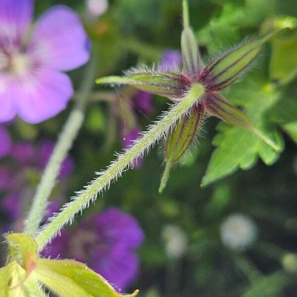 Geranium palustre Bark