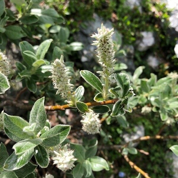 Salix glauca फूल