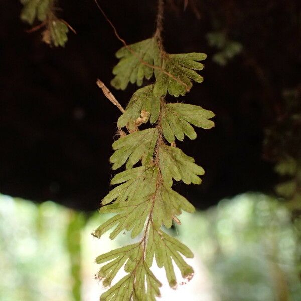 Hymenophyllum capillare Blatt