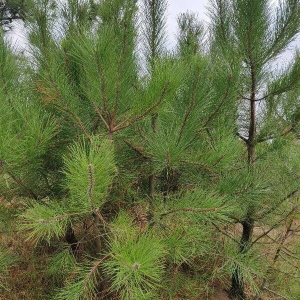 Pinus pinaster Hábito