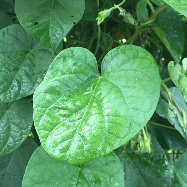 Ipomoea tricolor Frunză