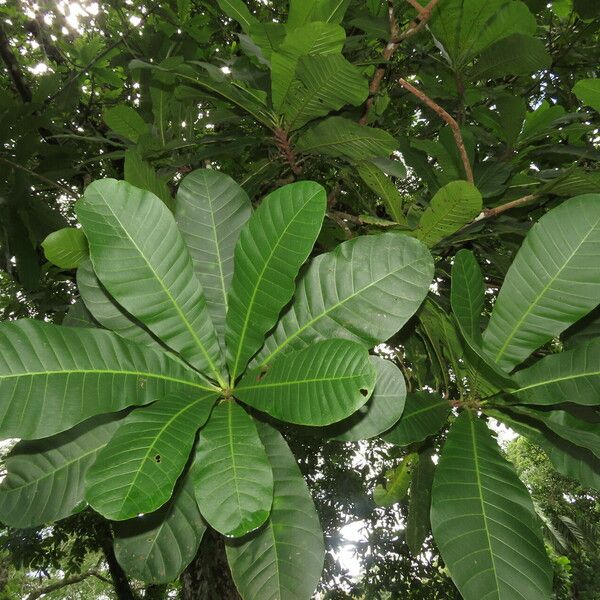 Anacardium excelsum ഇല