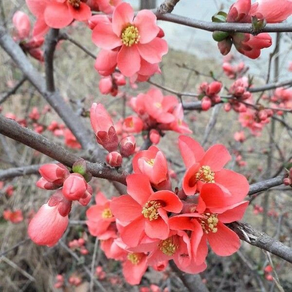 Chaenomeles japonica Flower