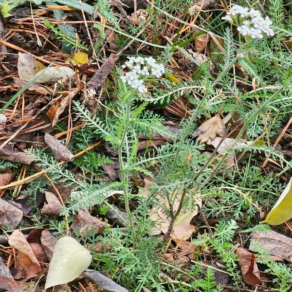 Achillea millefolium Цвят