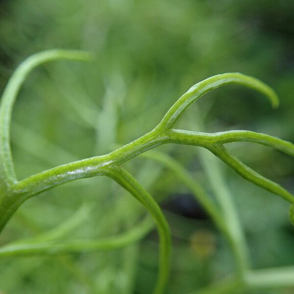 Ceratopteris cornuta Leaf