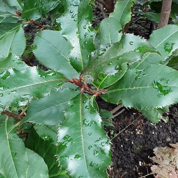 Photinia serratifolia Frunză