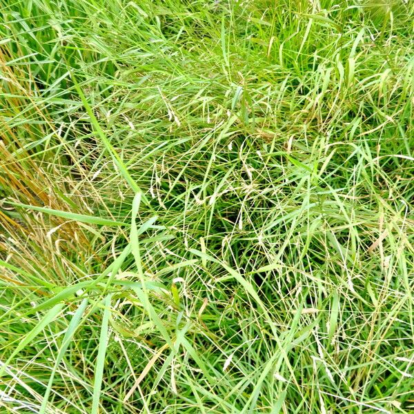 Sesleria caerulea Blad