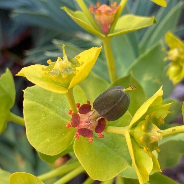 Euphorbia rigida Fruit