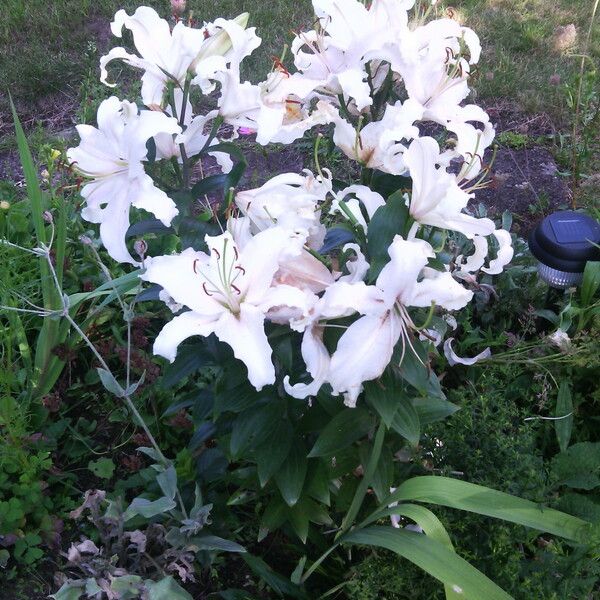 Lilium candidum फूल