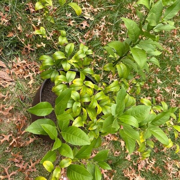 Citrus medica Frukt