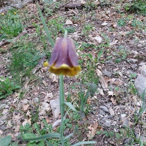 Fritillaria pyrenaica Blodyn