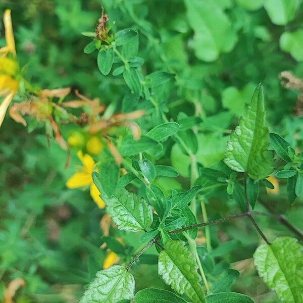 Hypericum × desetangsii Leaf