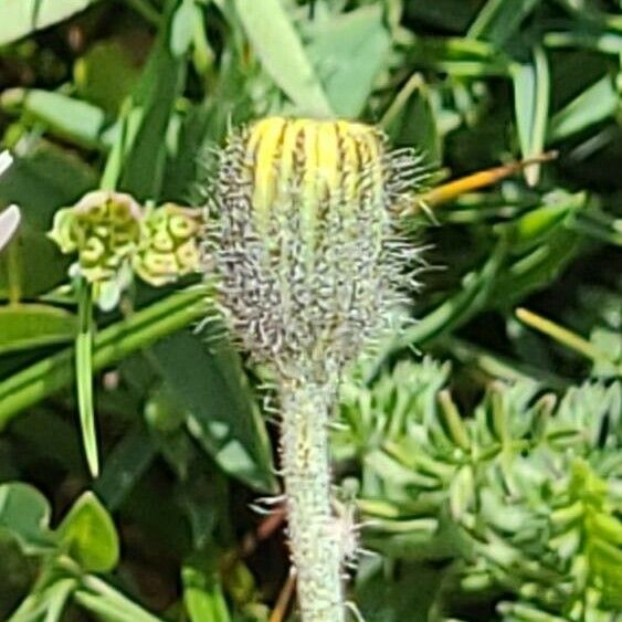 Pilosella lactucella Flower