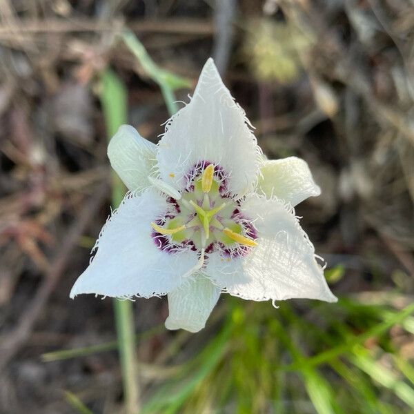 Calochortus lyallii Fleur