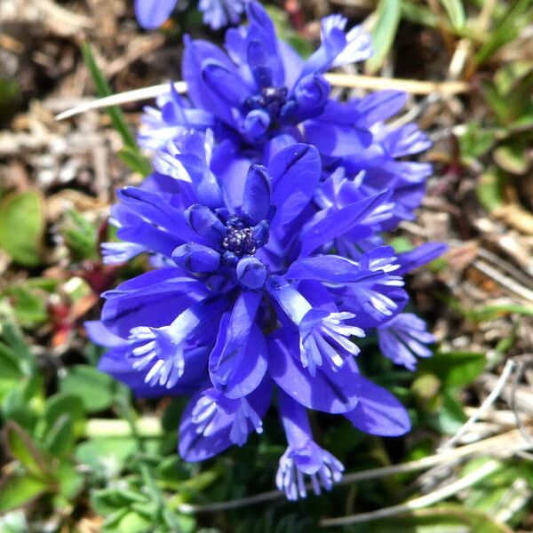 Polygala alpina Flors