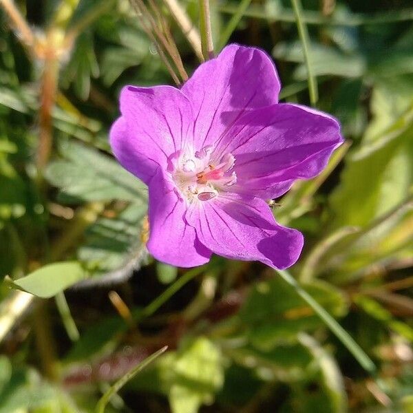 Geranium sanguineum 花