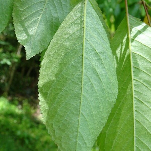 Prunus avium Levél