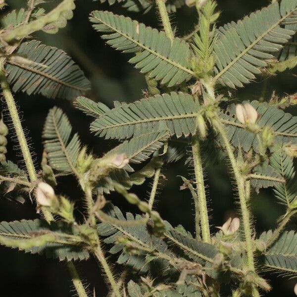 Aeschynomene americana Flower