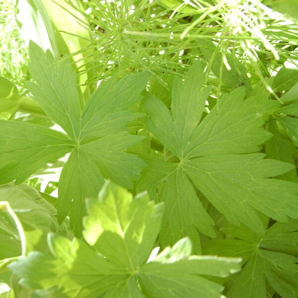 Aconitum columbianum Leaf