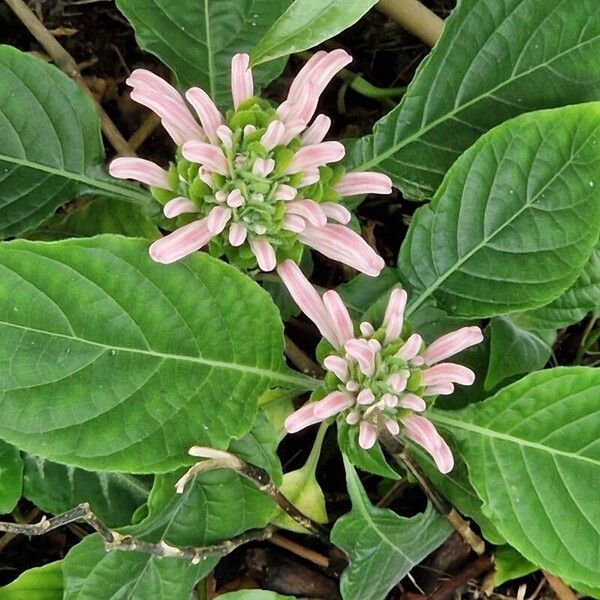 Justicia carnea Žiedas