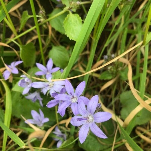 Campanula patula Kvet