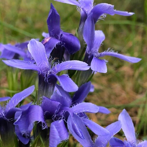 Gentianopsis ciliata Кветка