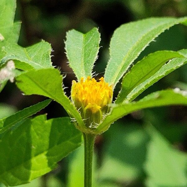 Bidens frondosa പുഷ്പം