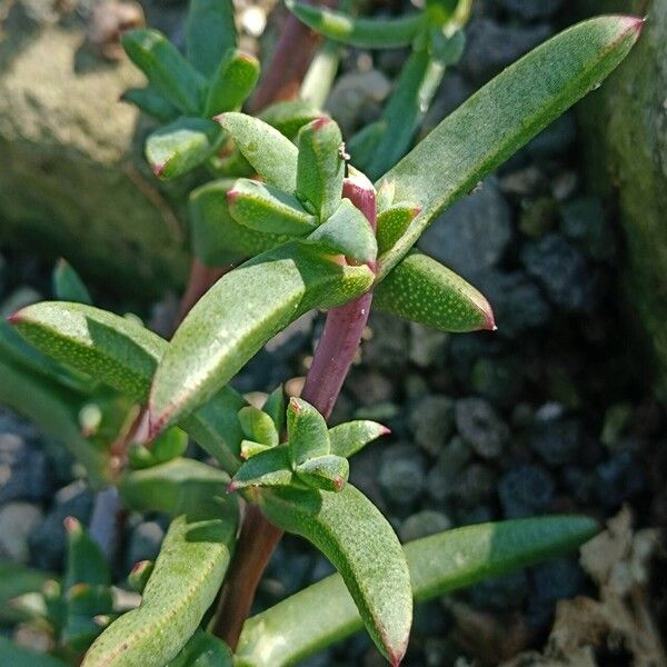 Lampranthus glaucoides पत्ता