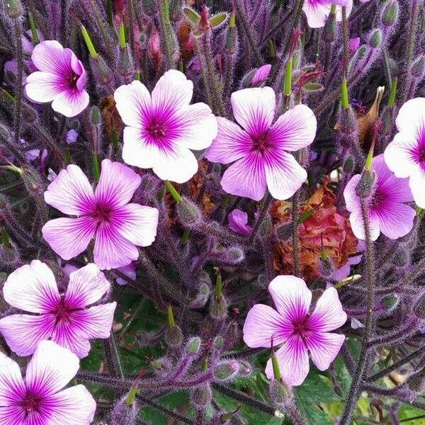 Geranium maderense 花