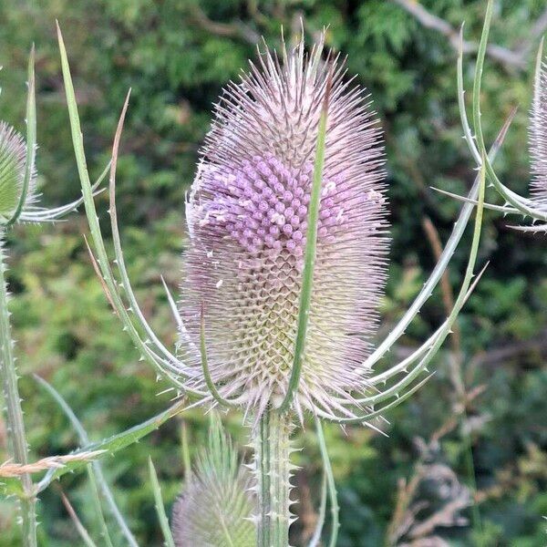 Dipsacus fullonum Blomst