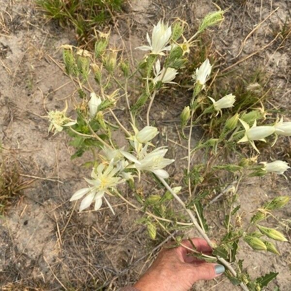 Mentzelia decapetala Kukka