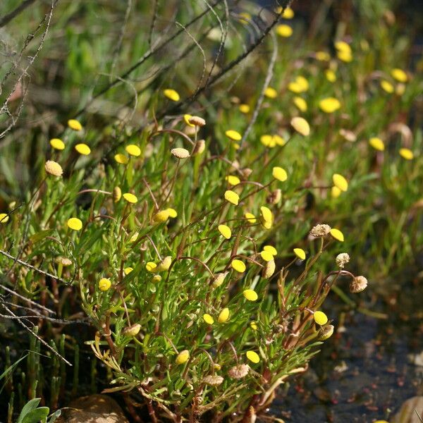 Cotula coronopifolia Flower