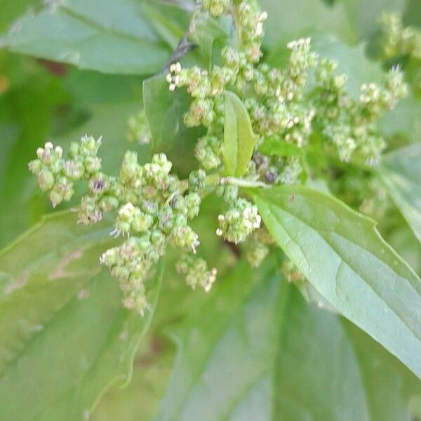 Chenopodiastrum murale Fleur