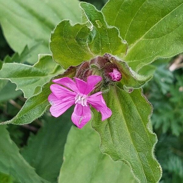 Silene dioica 葉