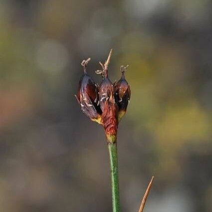 Juncus castaneus Frucht