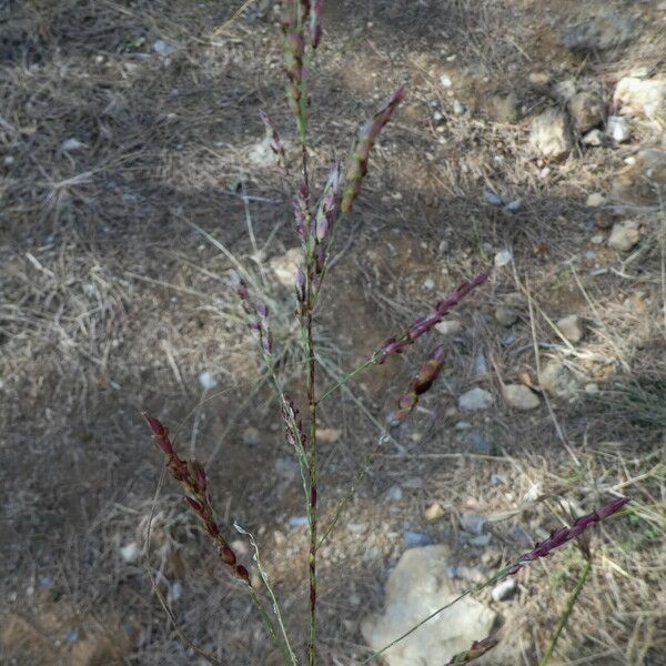 Sorghum halepense Egyéb