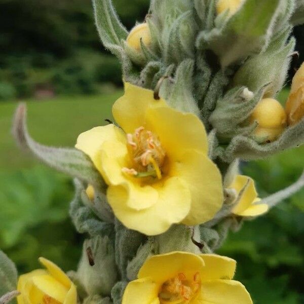 Verbascum phlomoides Цвят