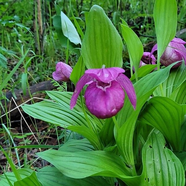 Cypripedium macranthos Leaf