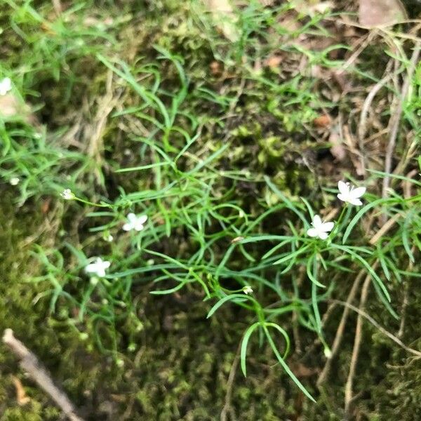 Moehringia muscosa Flor