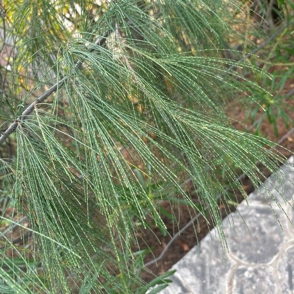 Casuarina equisetifolia Levél